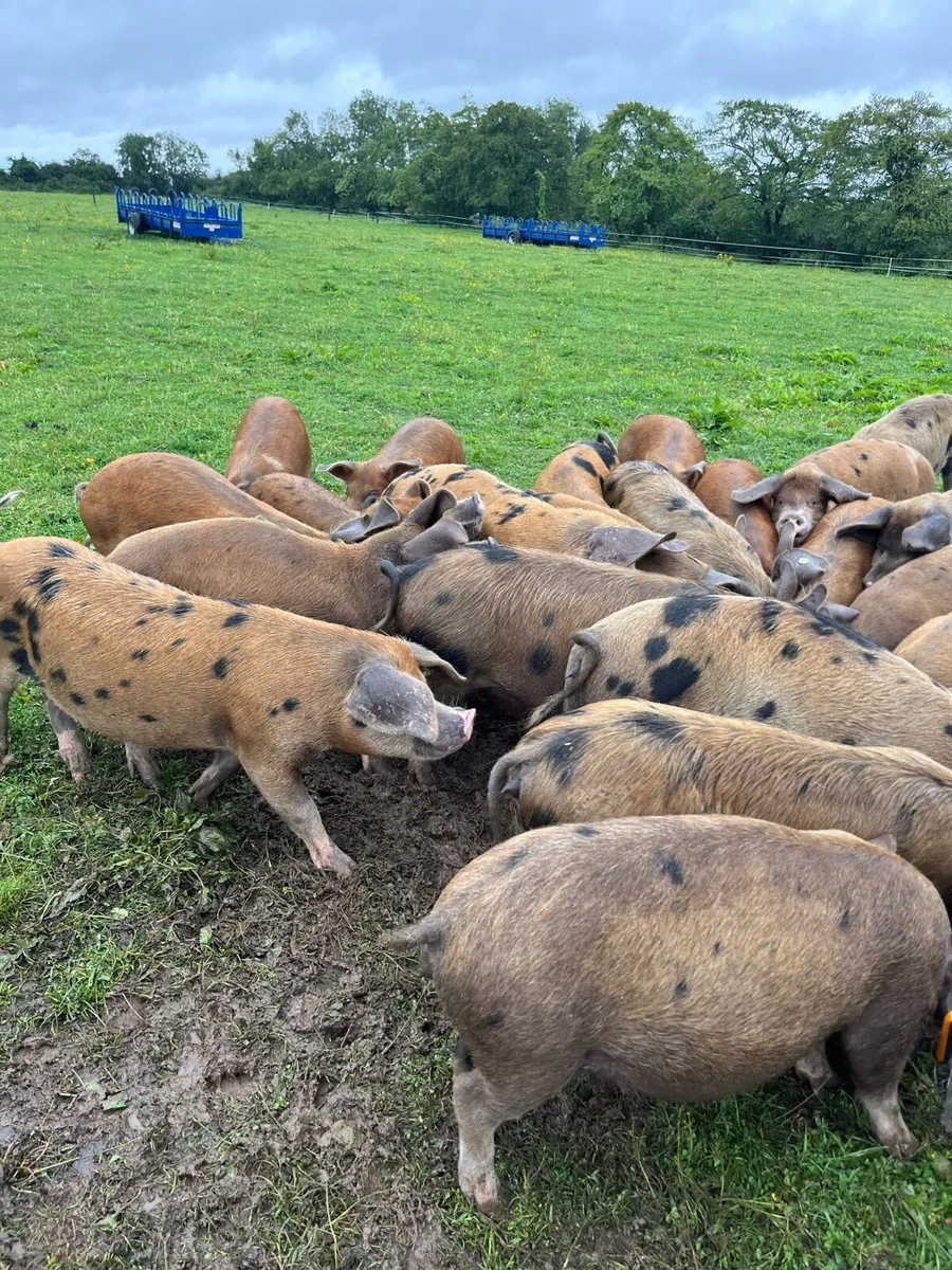 Organic Fat Pigs and weaner piglets - Image 4