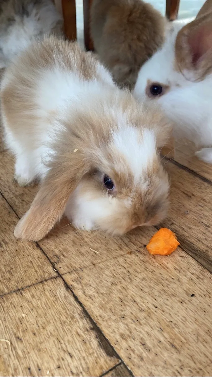 Mini lob cross rabbit 2 months old - Image 1
