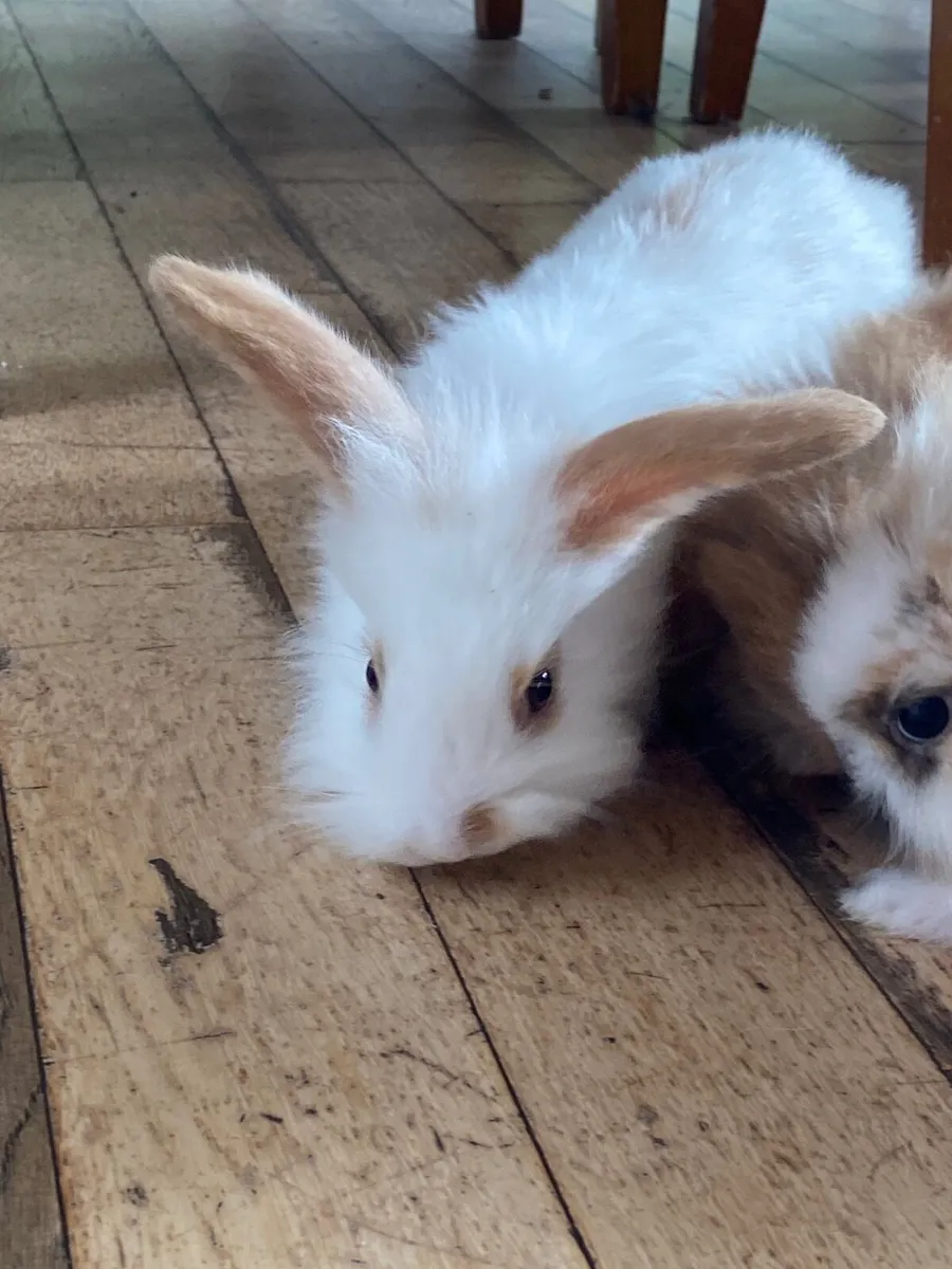 Mini lob cross rabbit 2 months old - Image 3