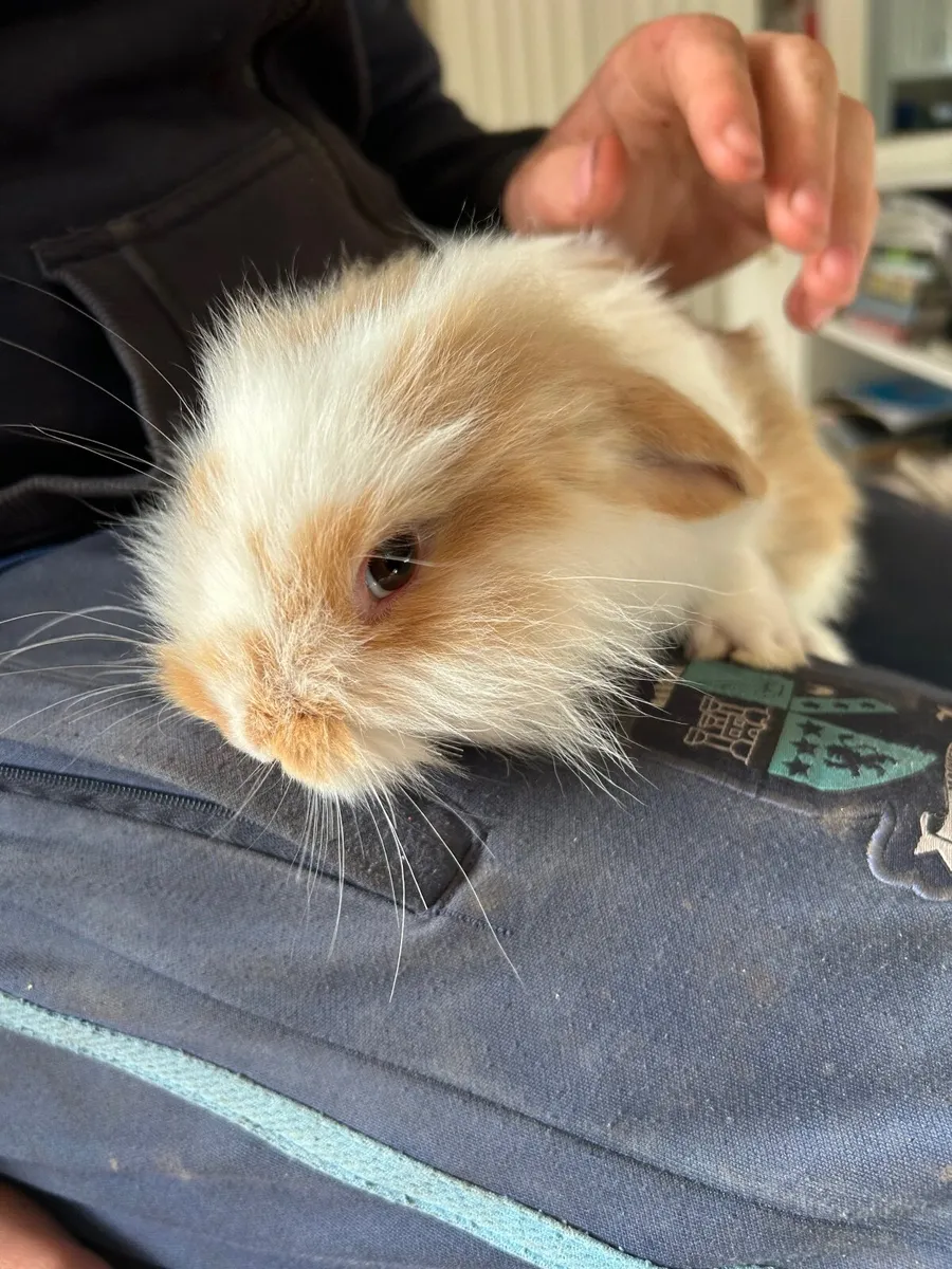 Last one left !!Mini lob cross rabbit 2 months old - Image 1