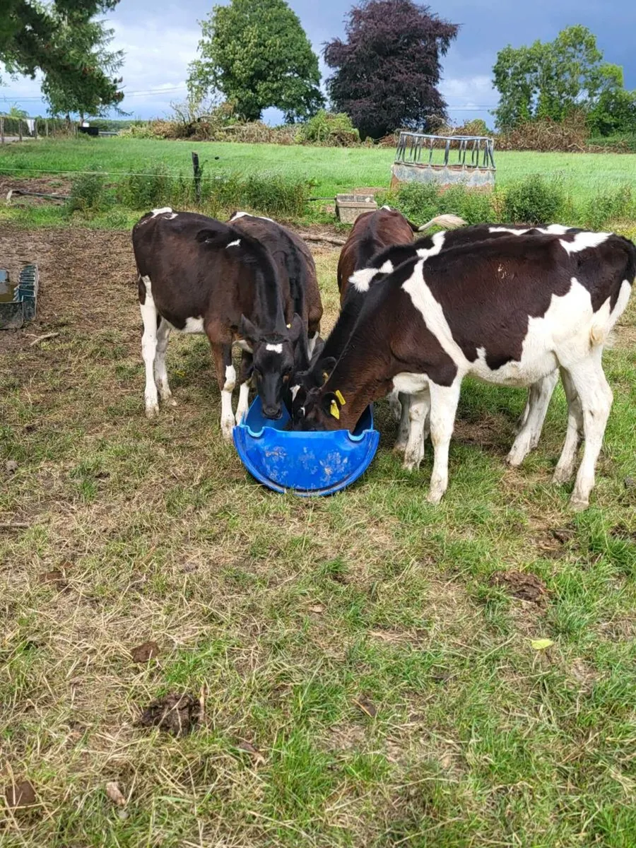Freisian heifers - Image 1