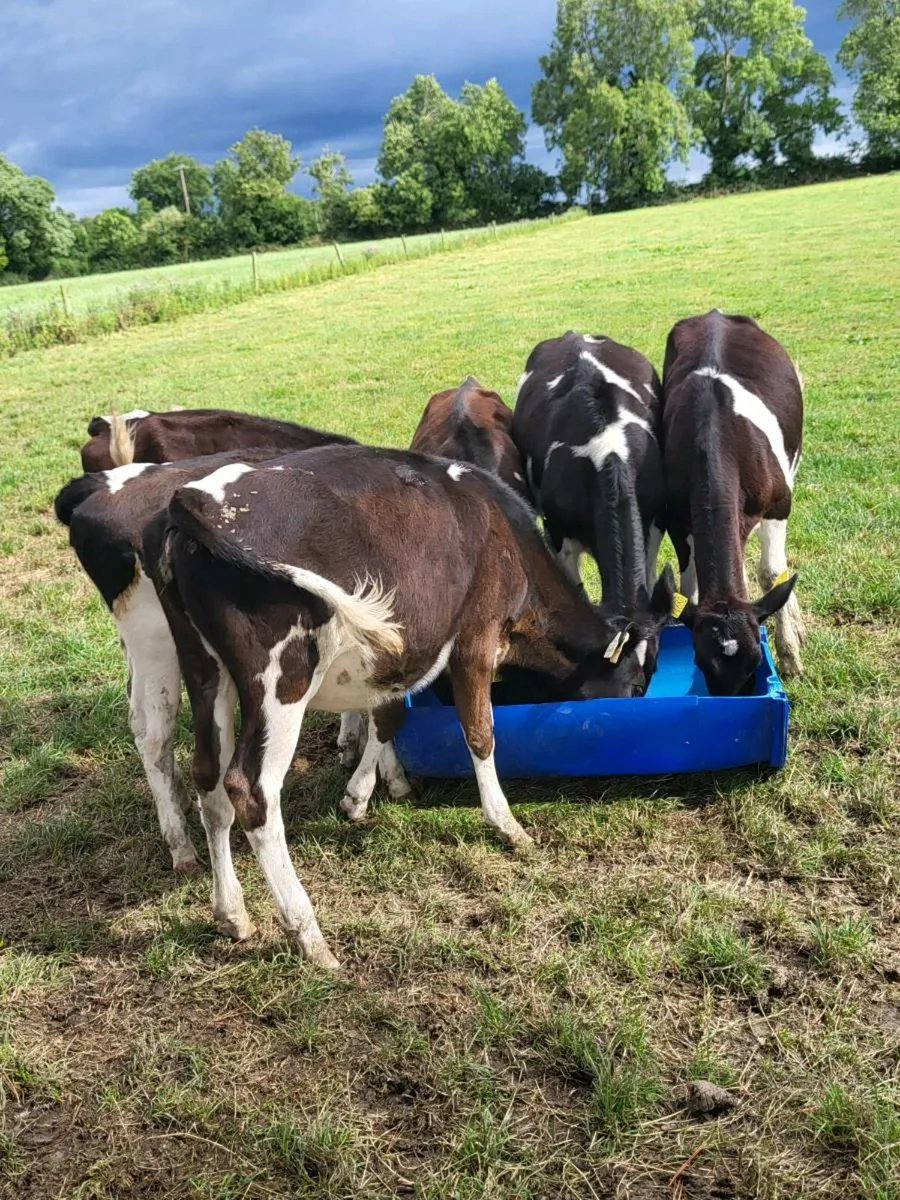 Freisian heifers - Image 2