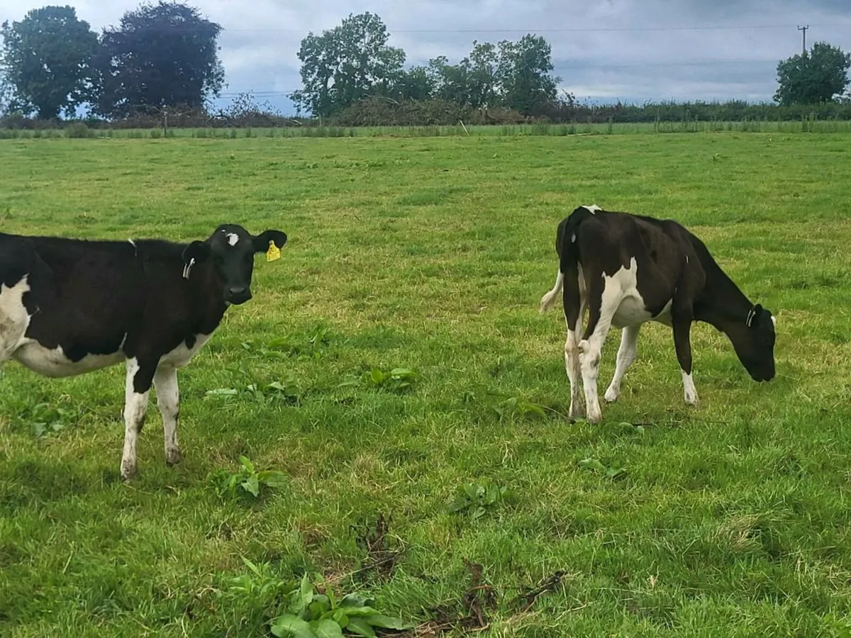 Freisian heifers - Image 3