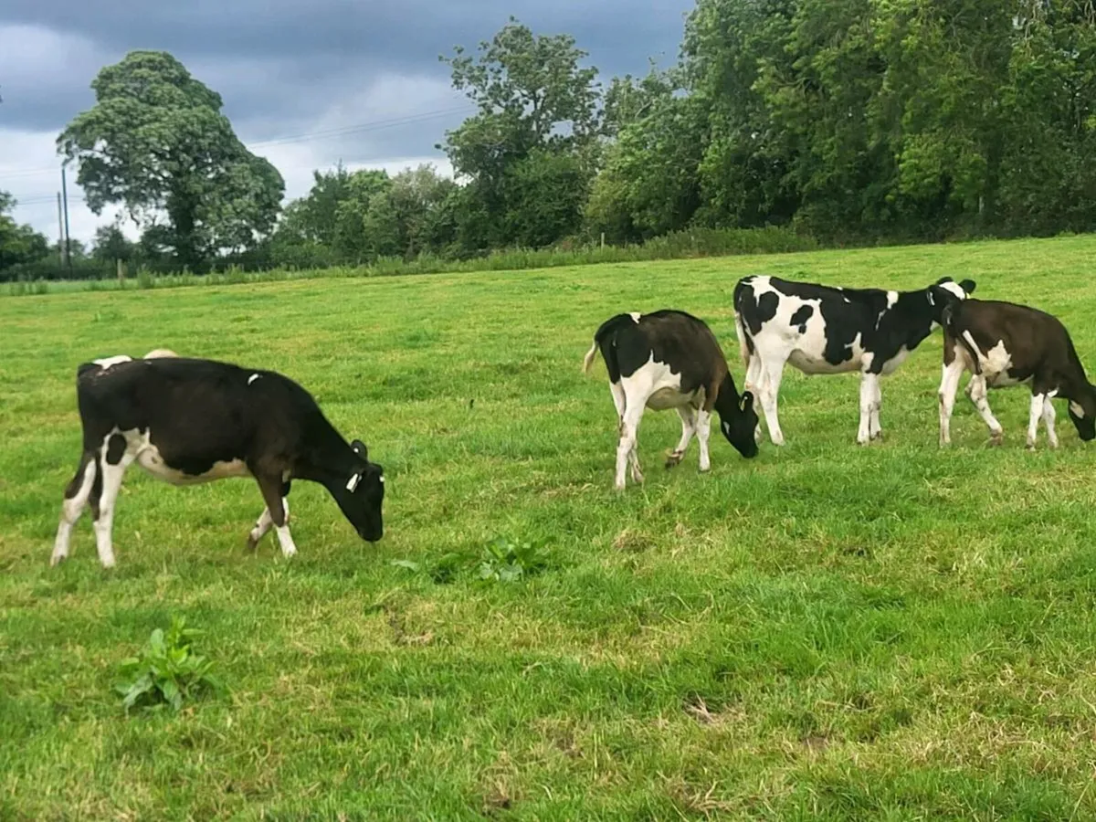 Freisian heifers - Image 4