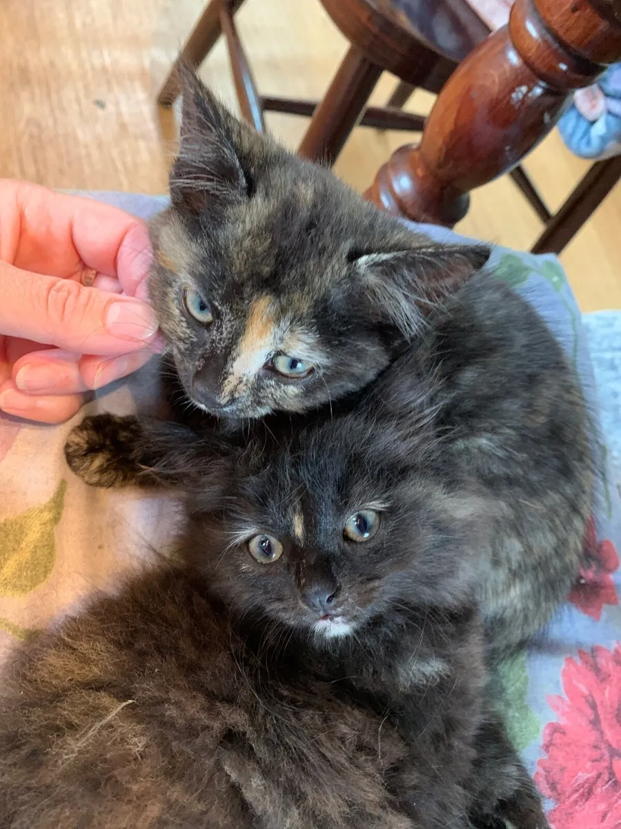 Beautiful black cats for sale/5 left - Image 2