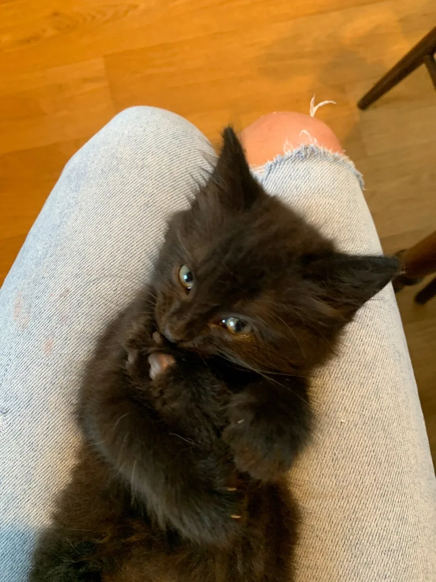Beautiful black cats for sale/5 left - Image 3
