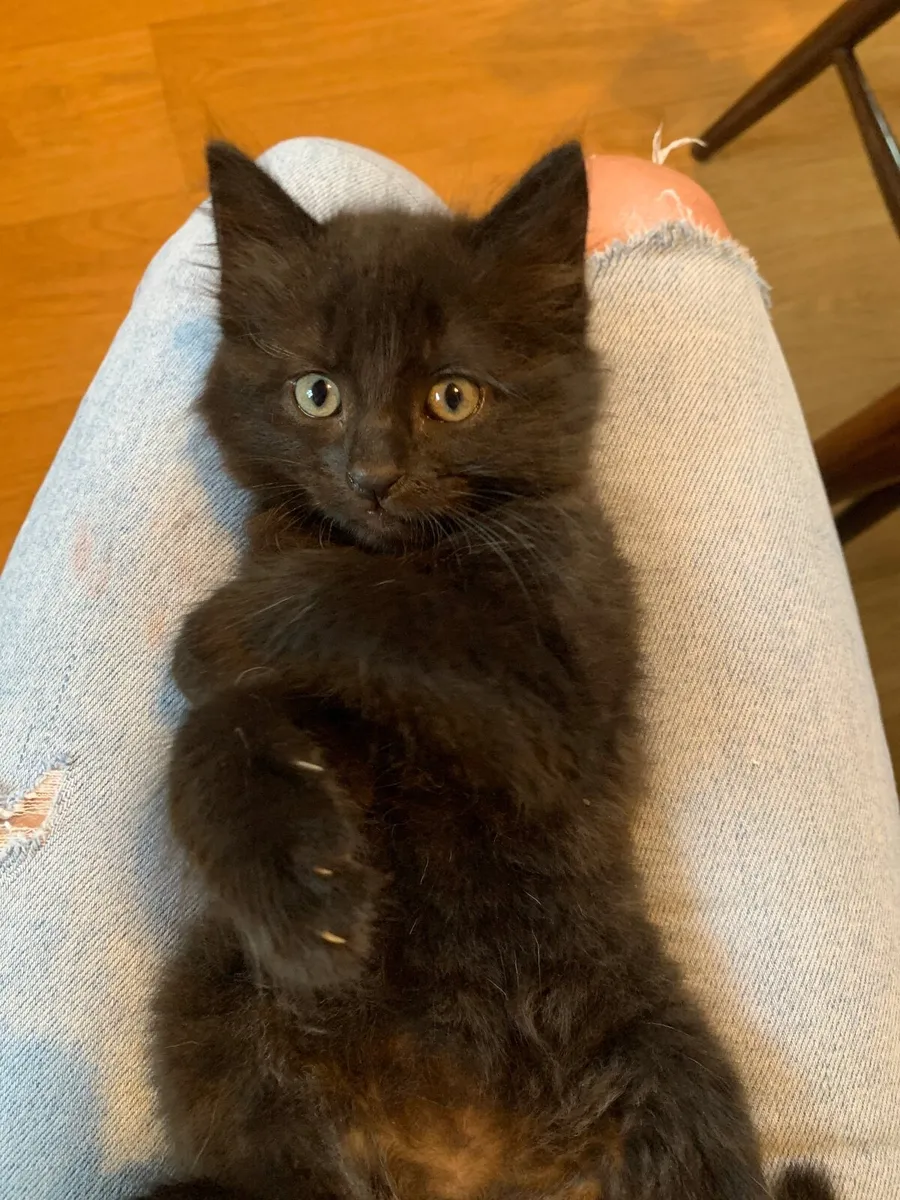 Beautiful black cats for sale/5 left - Image 4