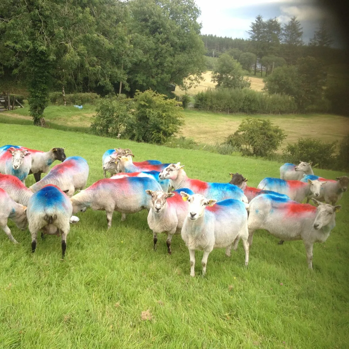 CHEVIOT SHEEP