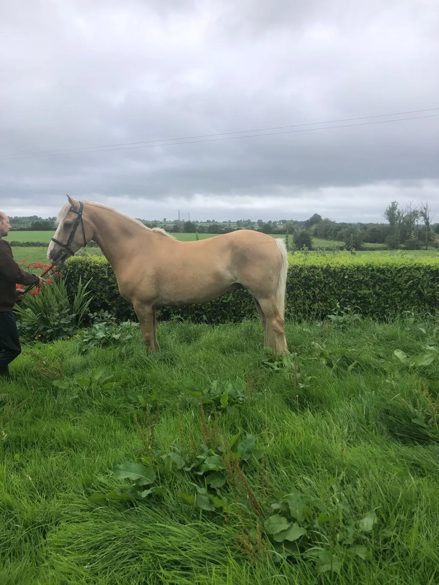 Horse - Image 1