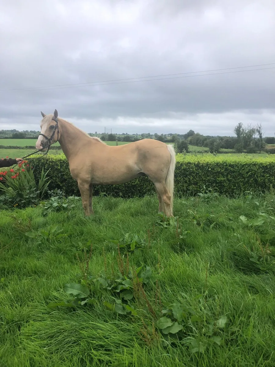 Horse - Image 3