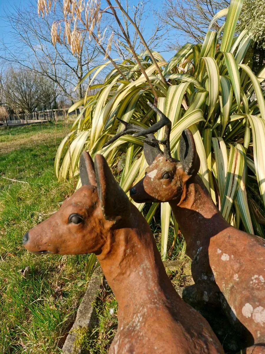 Deer - Image 1