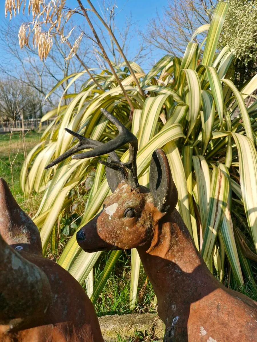 Deer - Image 2