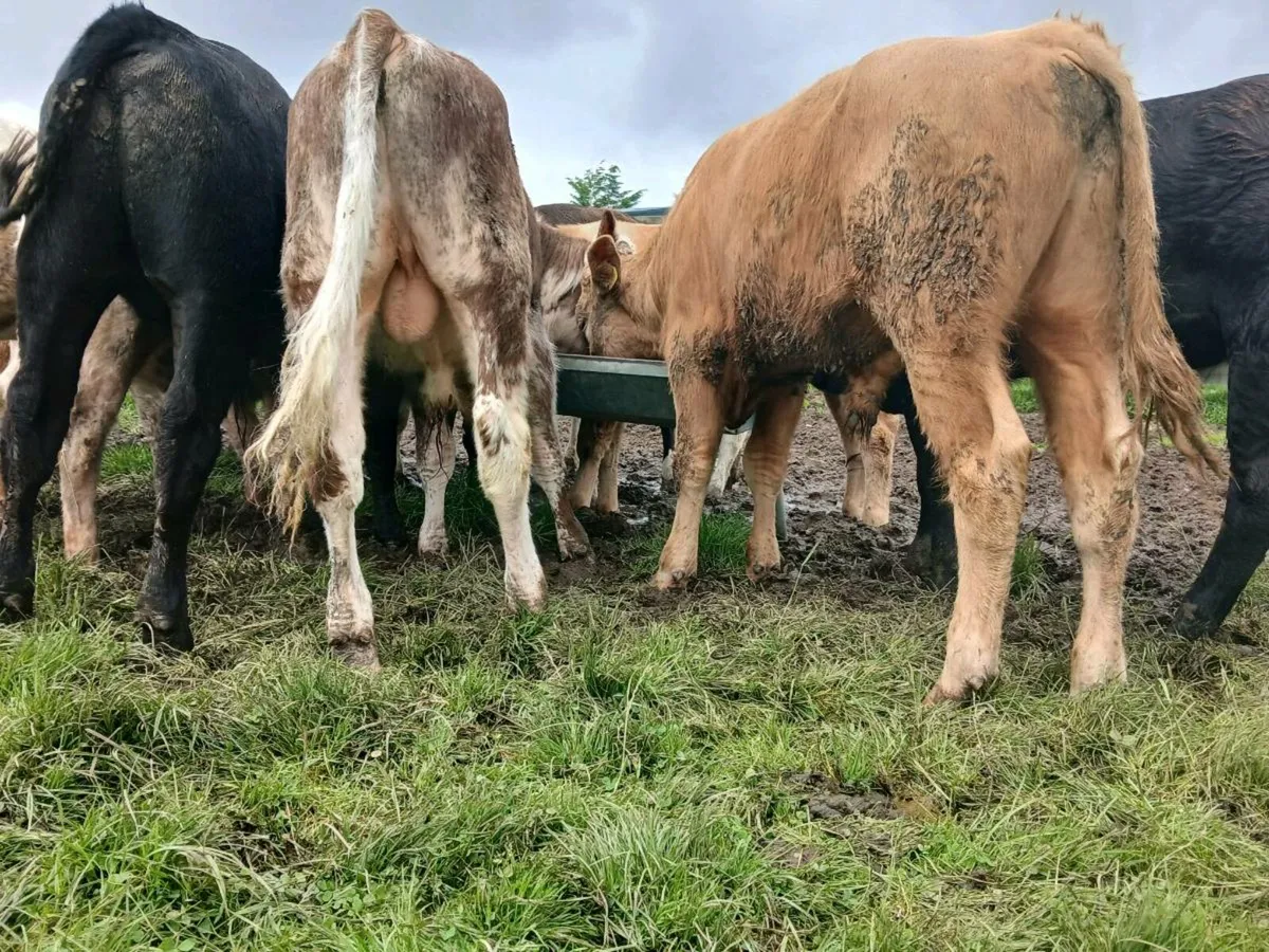 Weanling Bulls - Image 1
