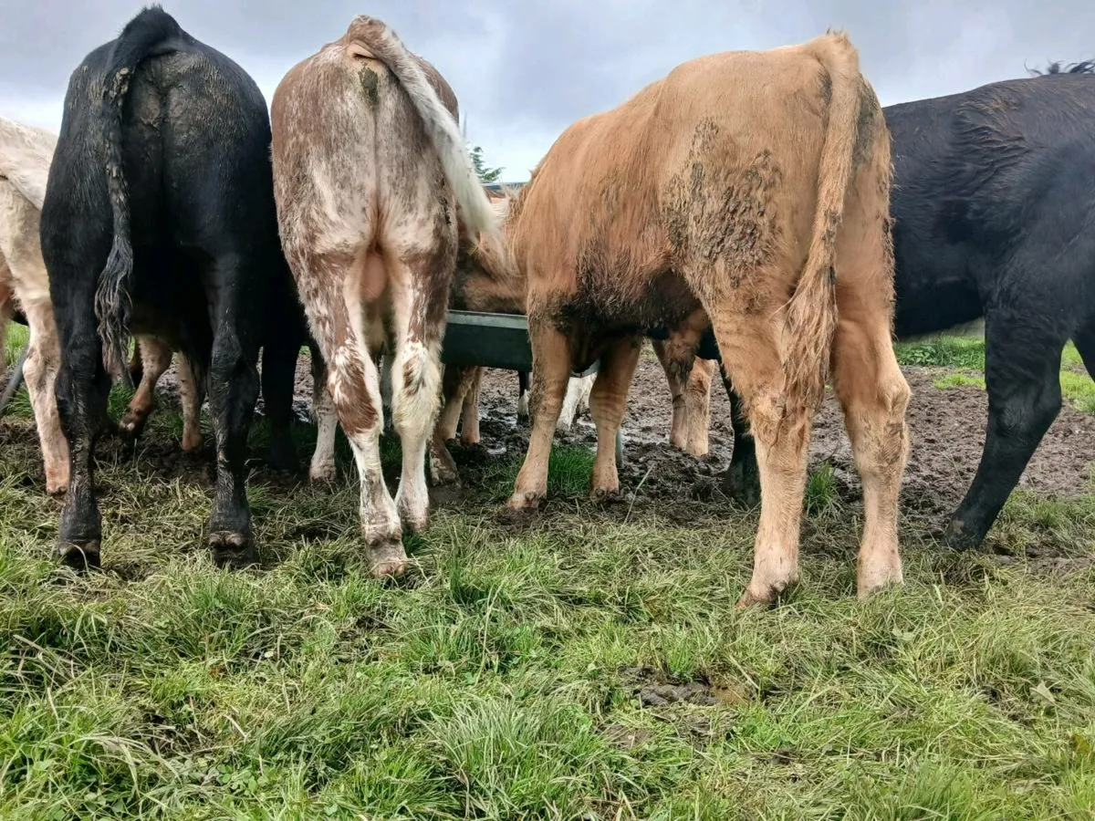 Weanling Bulls - Image 2