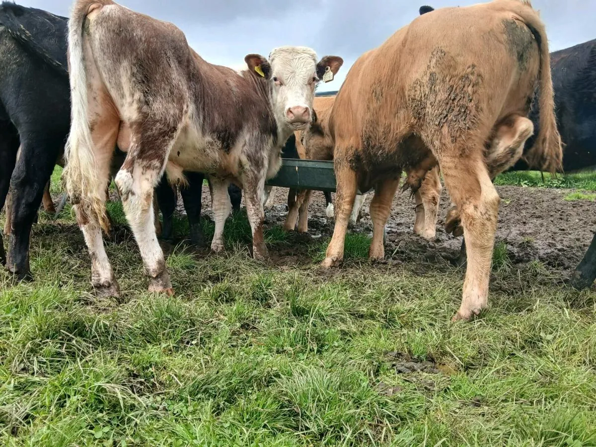 Weanling Bulls - Image 3