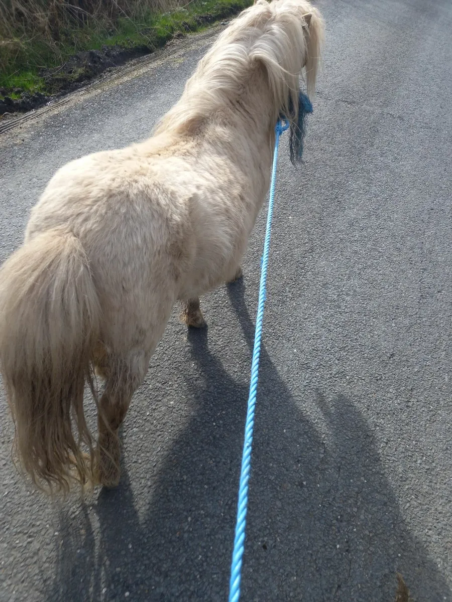 Small pony - Image 3