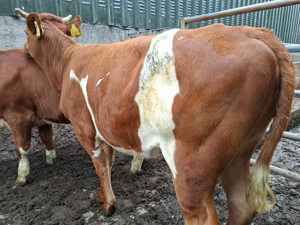 Simmental Heifers - Image 2