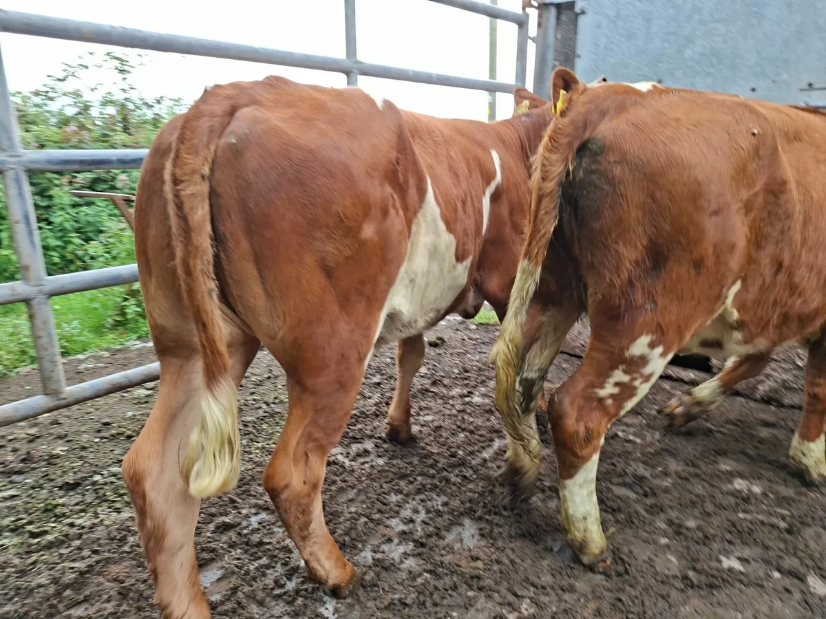 Simmental Heifers - Image 1