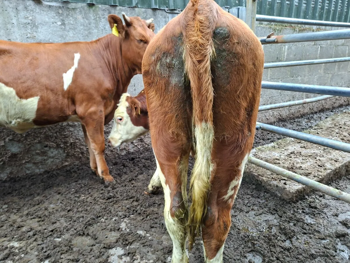 Simmental Heifers - Image 3
