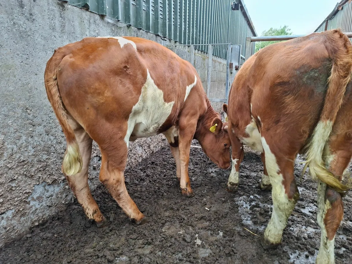 Simmental Heifers - Image 4