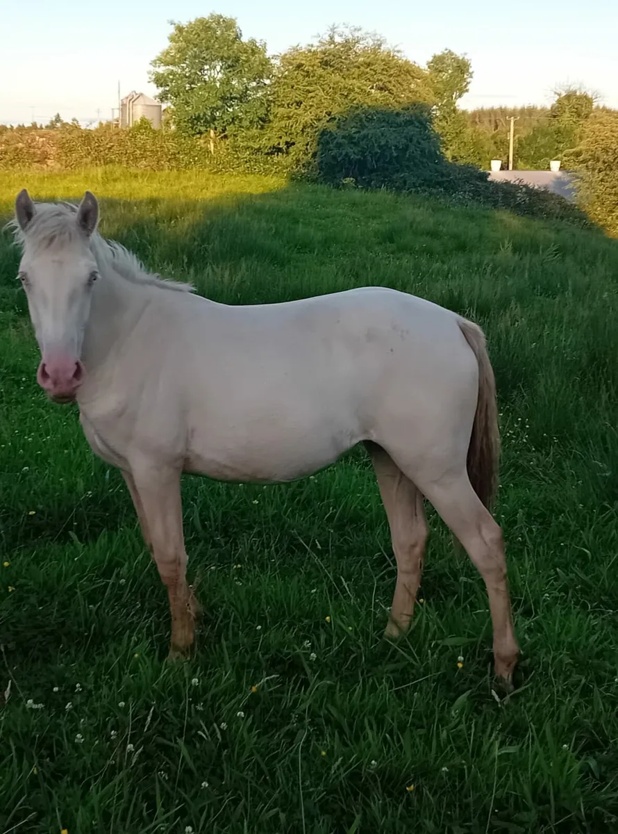 Yearling Cream Connemara Filly - Image 1