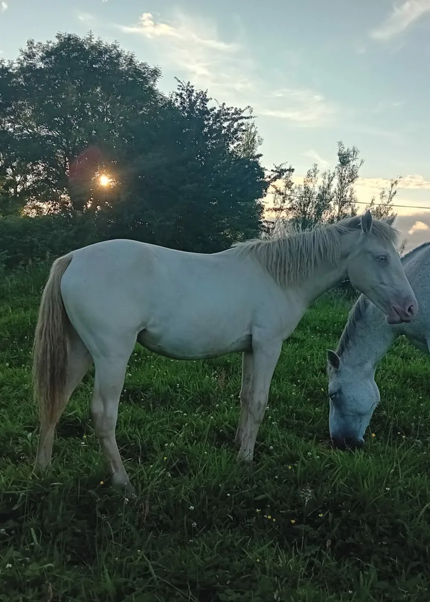 Yearling Cream Connemara Filly - Image 2
