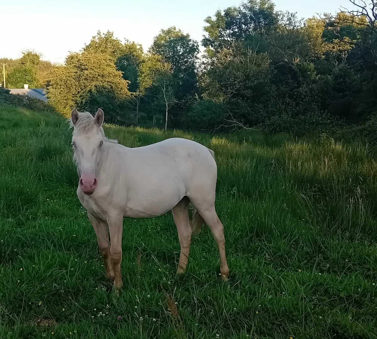 Yearling Cream Connemara Filly - Image 3