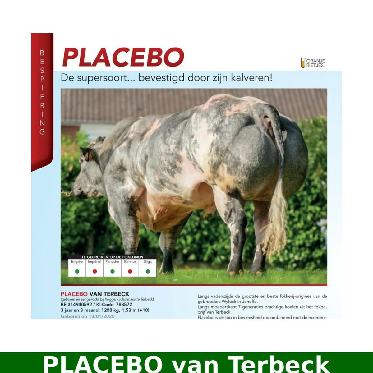 🇧🇪 Belgian Blue Embryos – Ubella x Placebo - Image 3