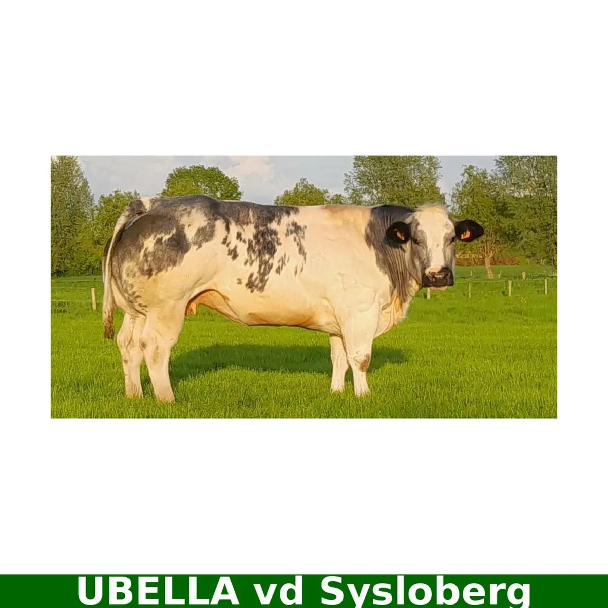 🇧🇪 Belgian Blue Embryos – Ubella x Placebo - Image 2