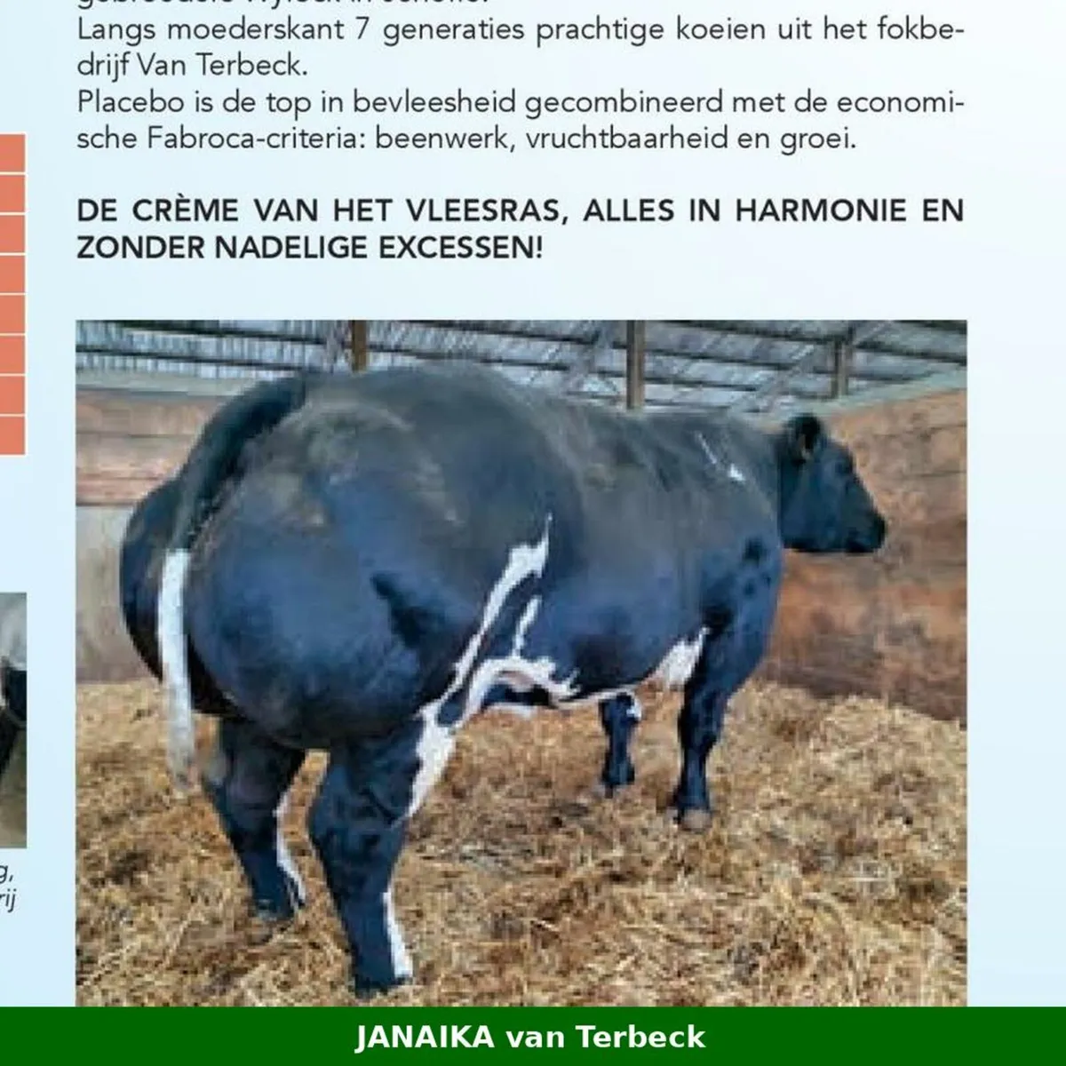 🇧🇪 Belgian Blue Embryos – Ubella x Placebo - Image 4