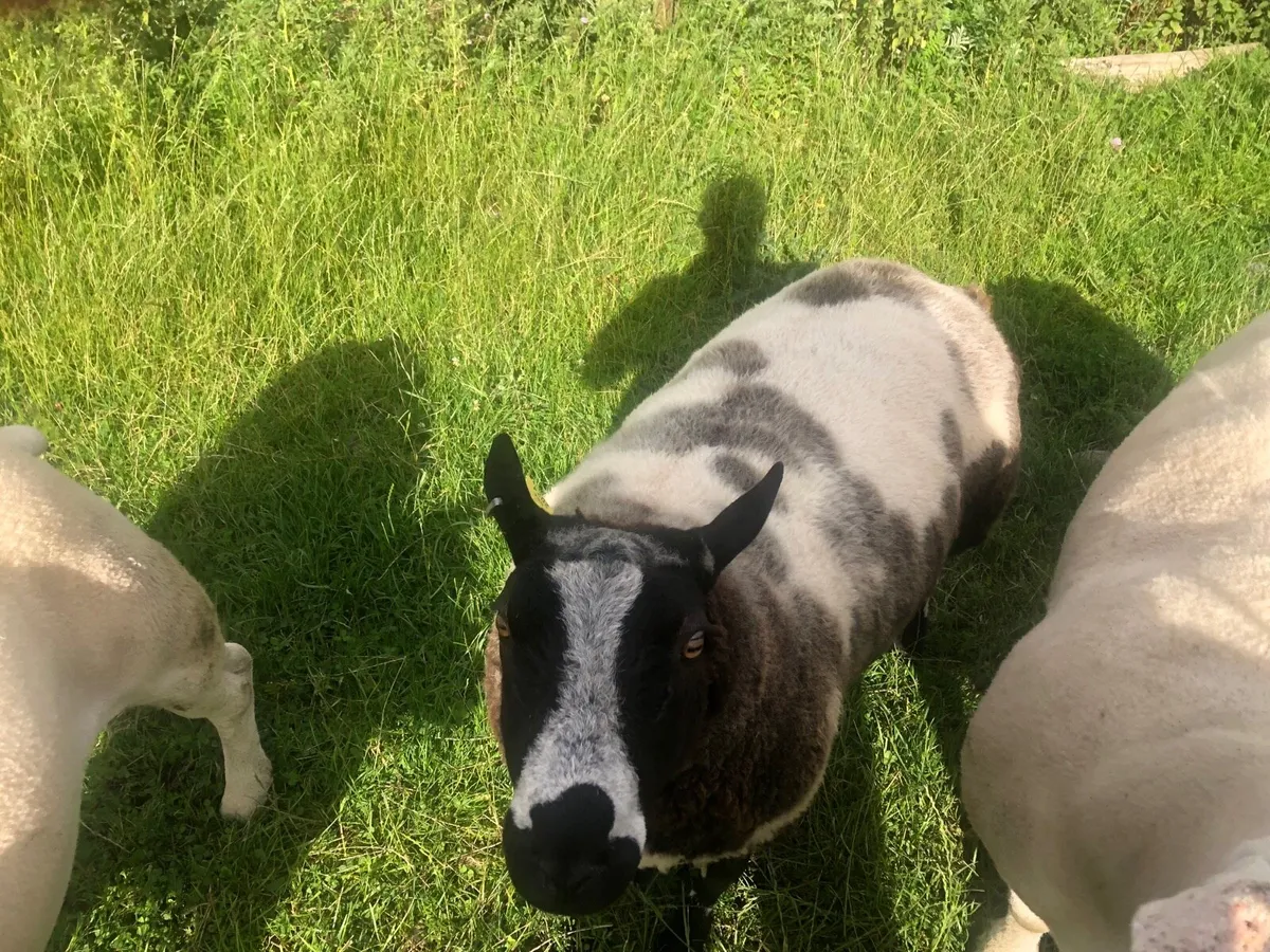 Dutch spotted hogget ram pure bred registered - Image 2