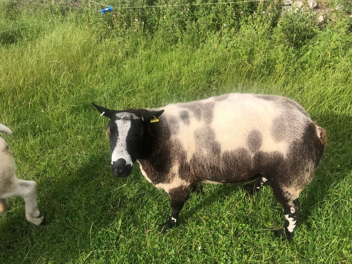 Dutch spotted hogget ram pure bred registered - Image 3