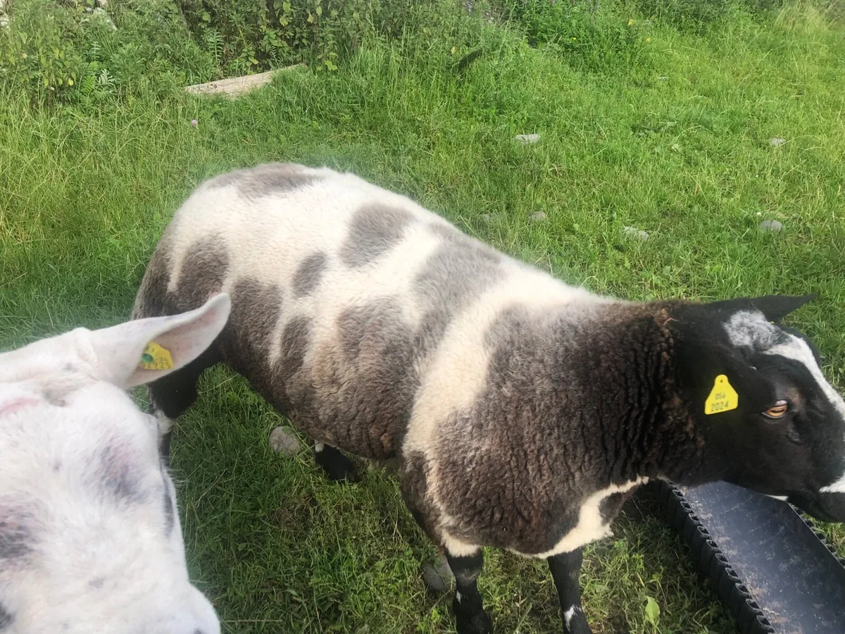 Dutch spotted hogget ram pure bred registered - Image 4