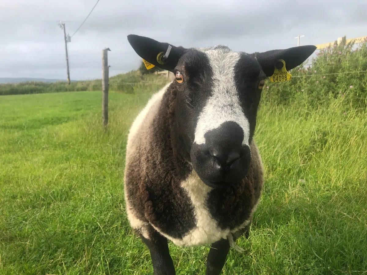 Dutch spotted hogget ram pure bred registered - Image 1