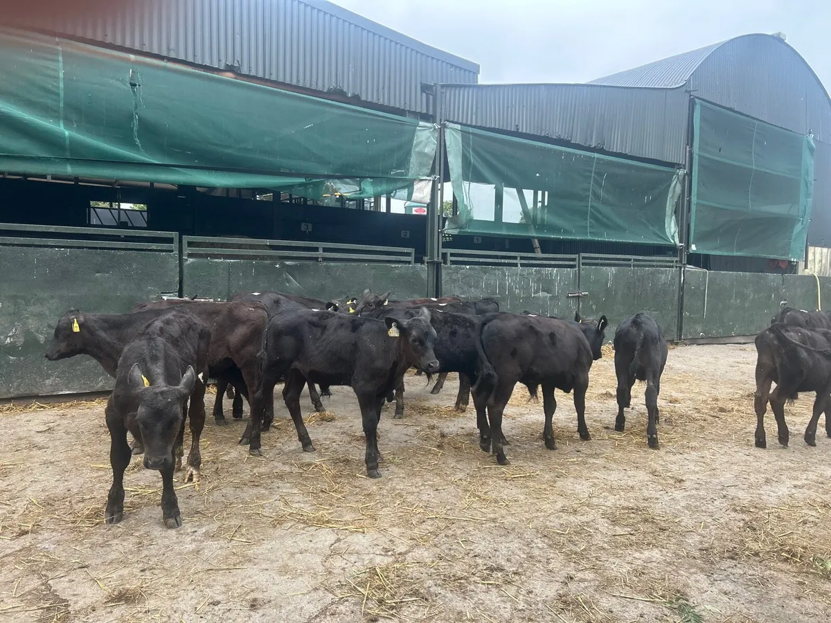 16 super Angus bull weanlings - Image 1