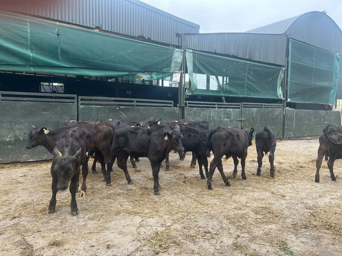 16 super Angus bull weanlings - Image 2