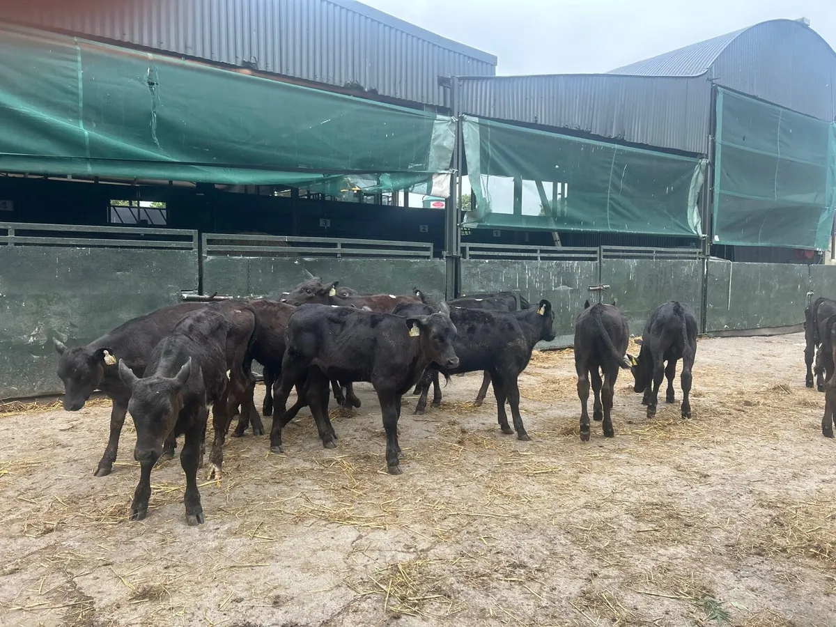 16 super Angus bull weanlings - Image 3