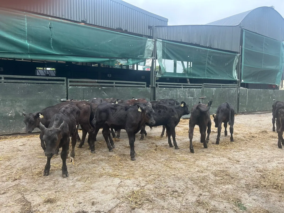 16 super Angus bull weanlings - Image 4