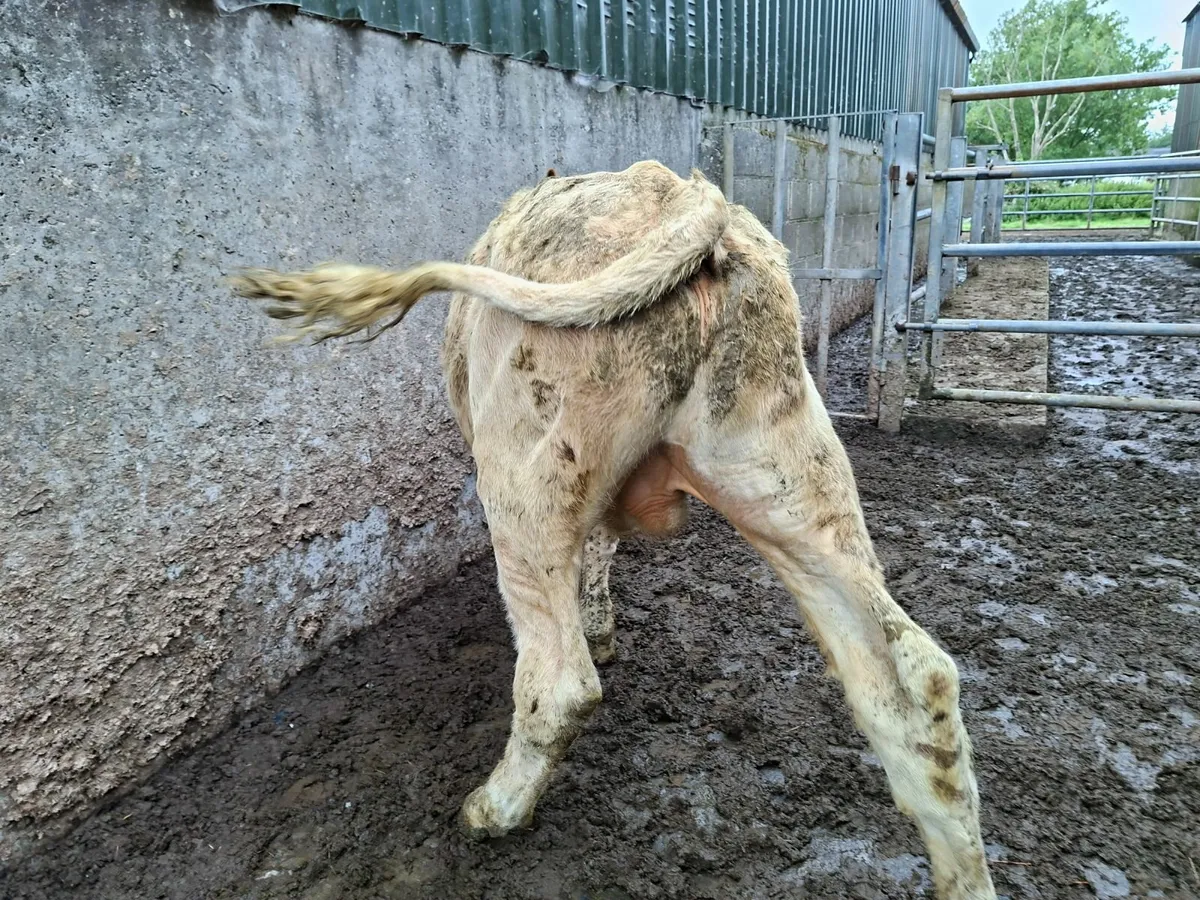 Golden Charolais  Bull - Image 2