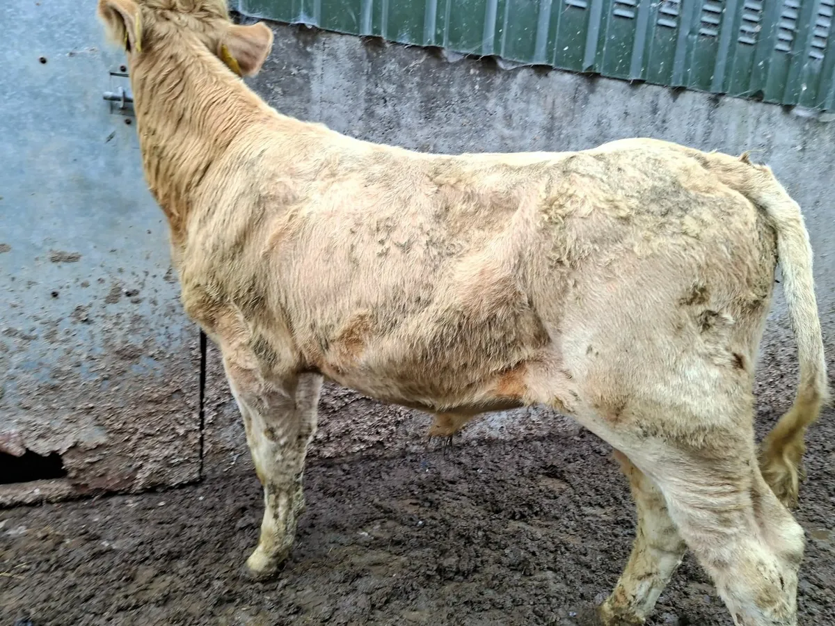 Golden Charolais  Bull - Image 3