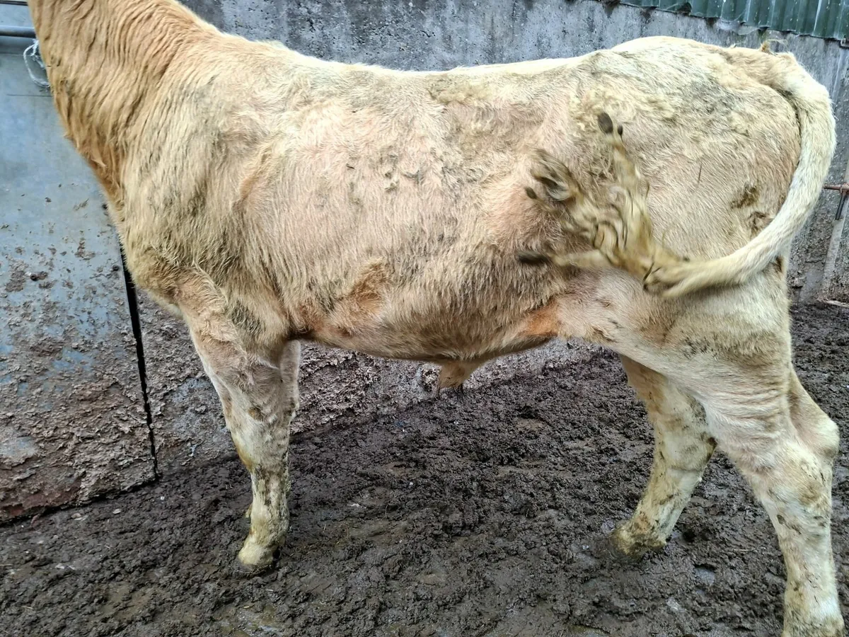 Golden Charolais  Bull - Image 4