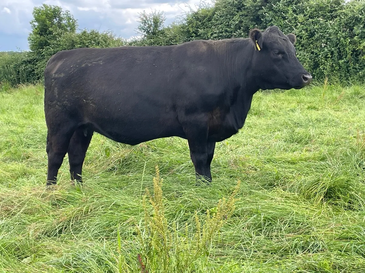 Pedigree Incalf Angus heifer - Image 1