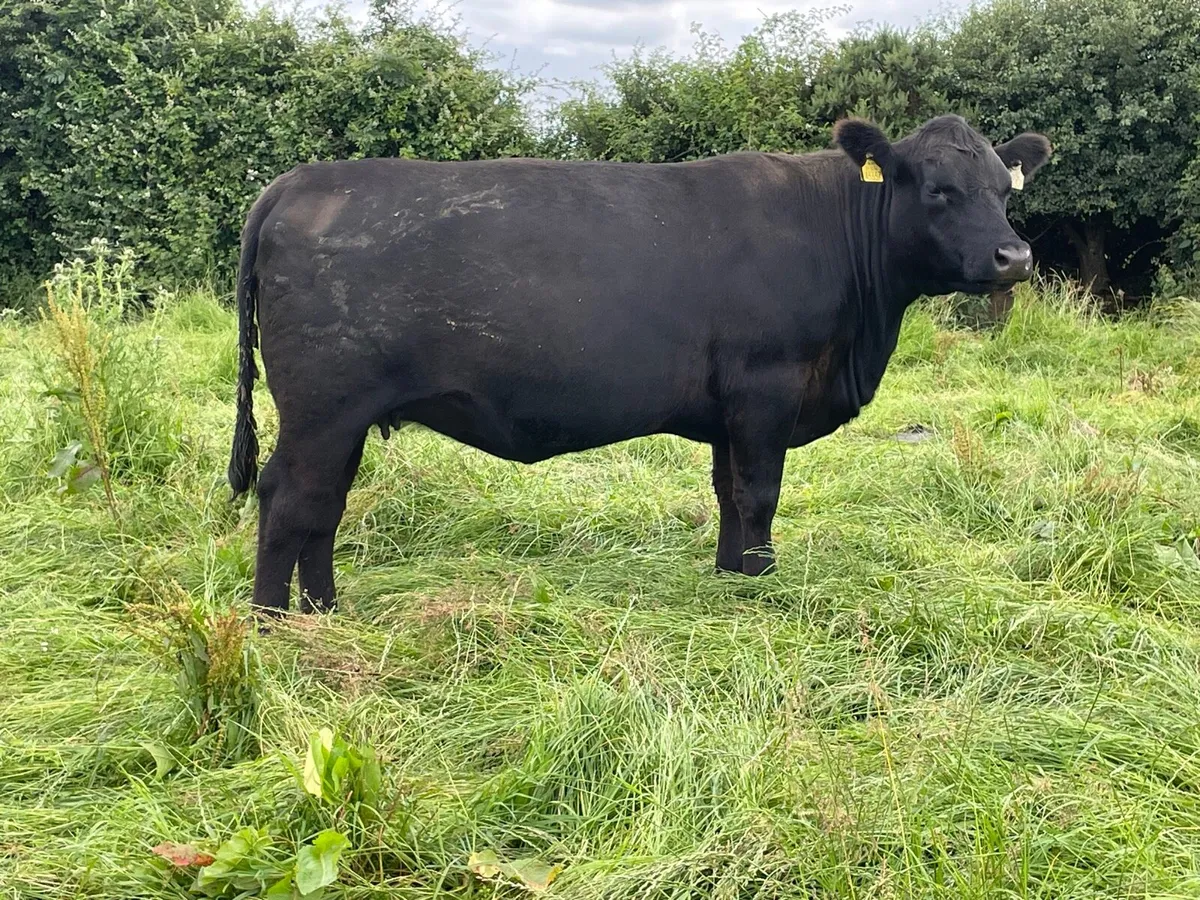 Pedigree Incalf Angus heifer - Image 2
