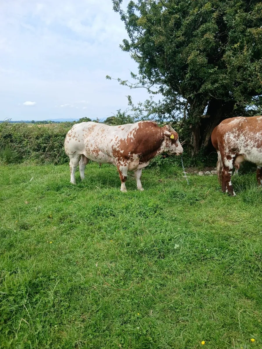 Bull - Image 3