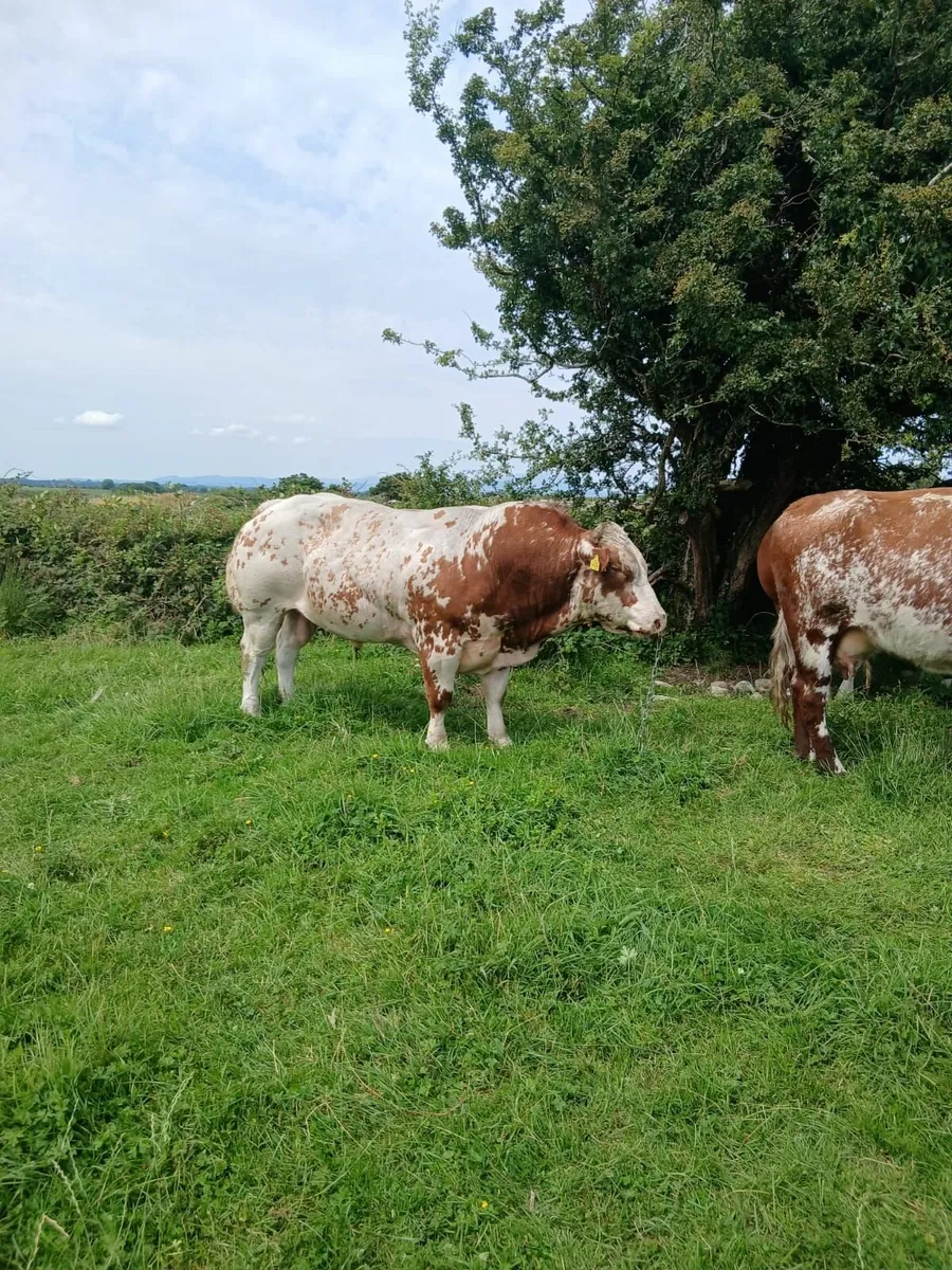 Bull - Image 4