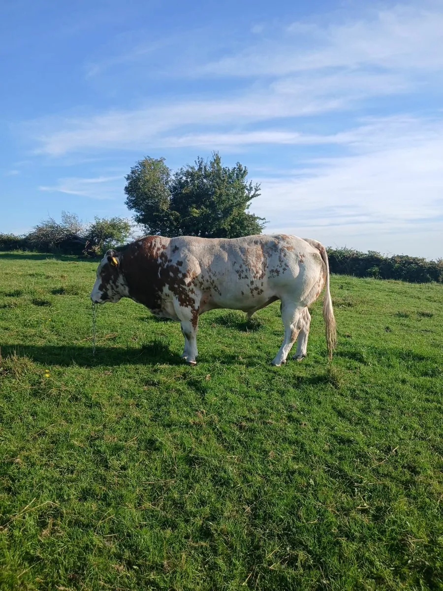 Bull - Image 1