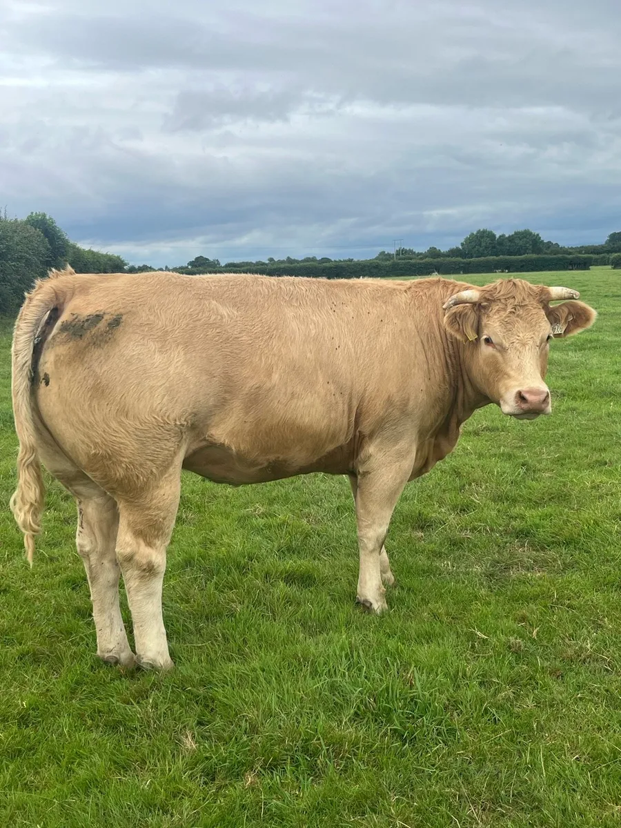 Kilcullen mart CH bulls blks heifers 350-700 - Image 3