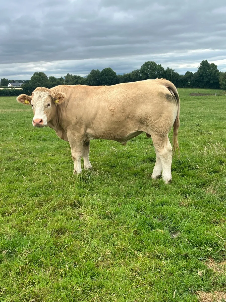 Kilcullen mart CH bulls blks heifers 350-700 - Image 1