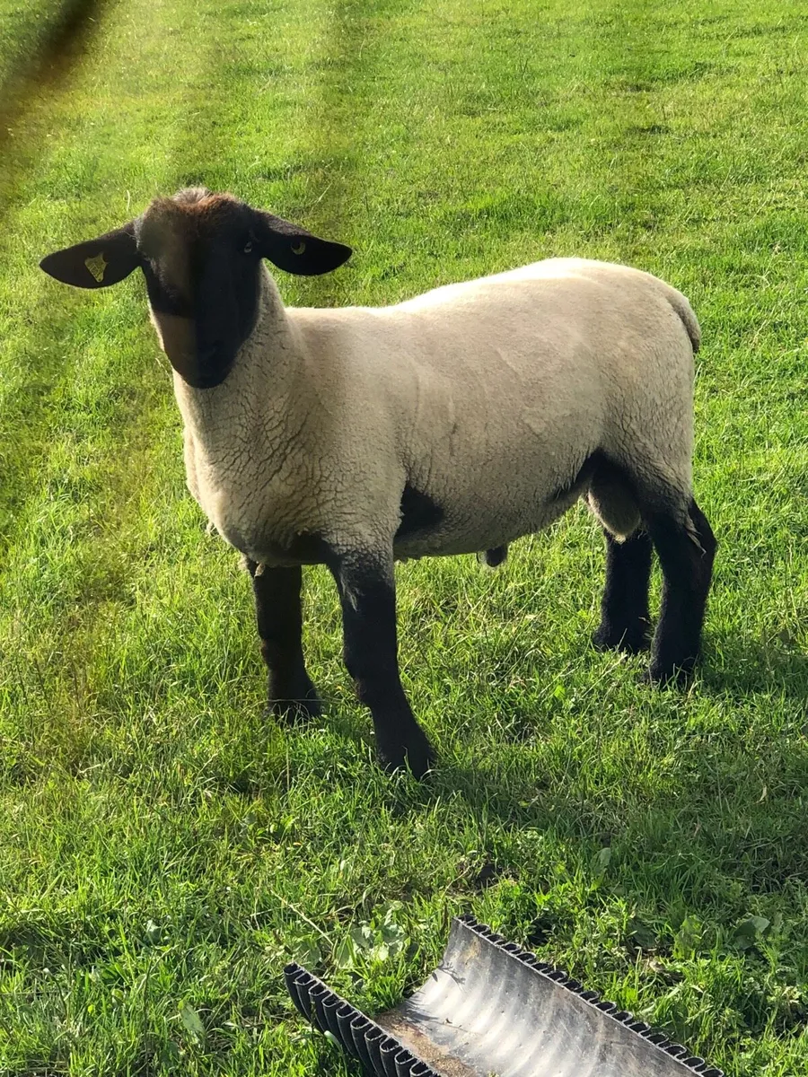 Suffolk  hogget ram sis approved ⭐️ - Image 2