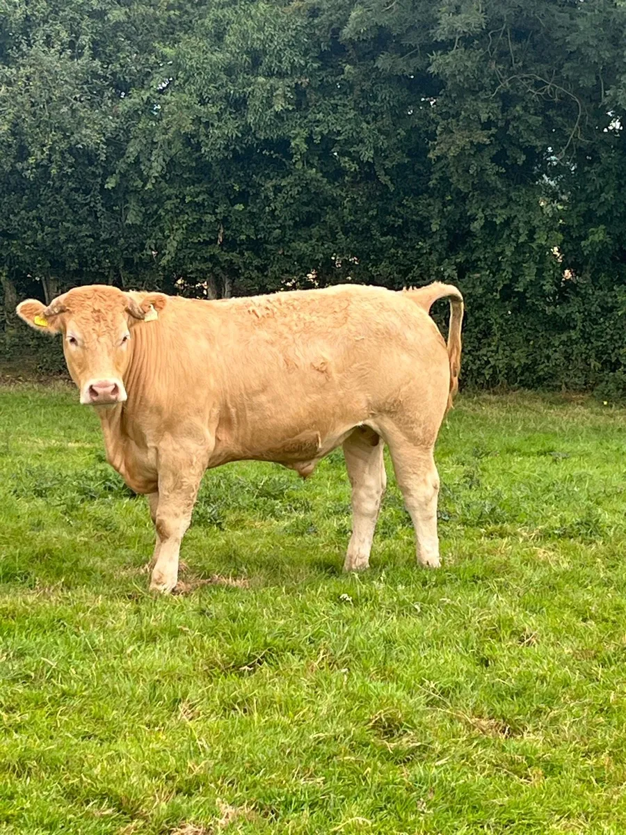 Kilcullen mart CH bulls blks heifers 350-700 - Image 1